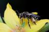 Macropis fulvipes